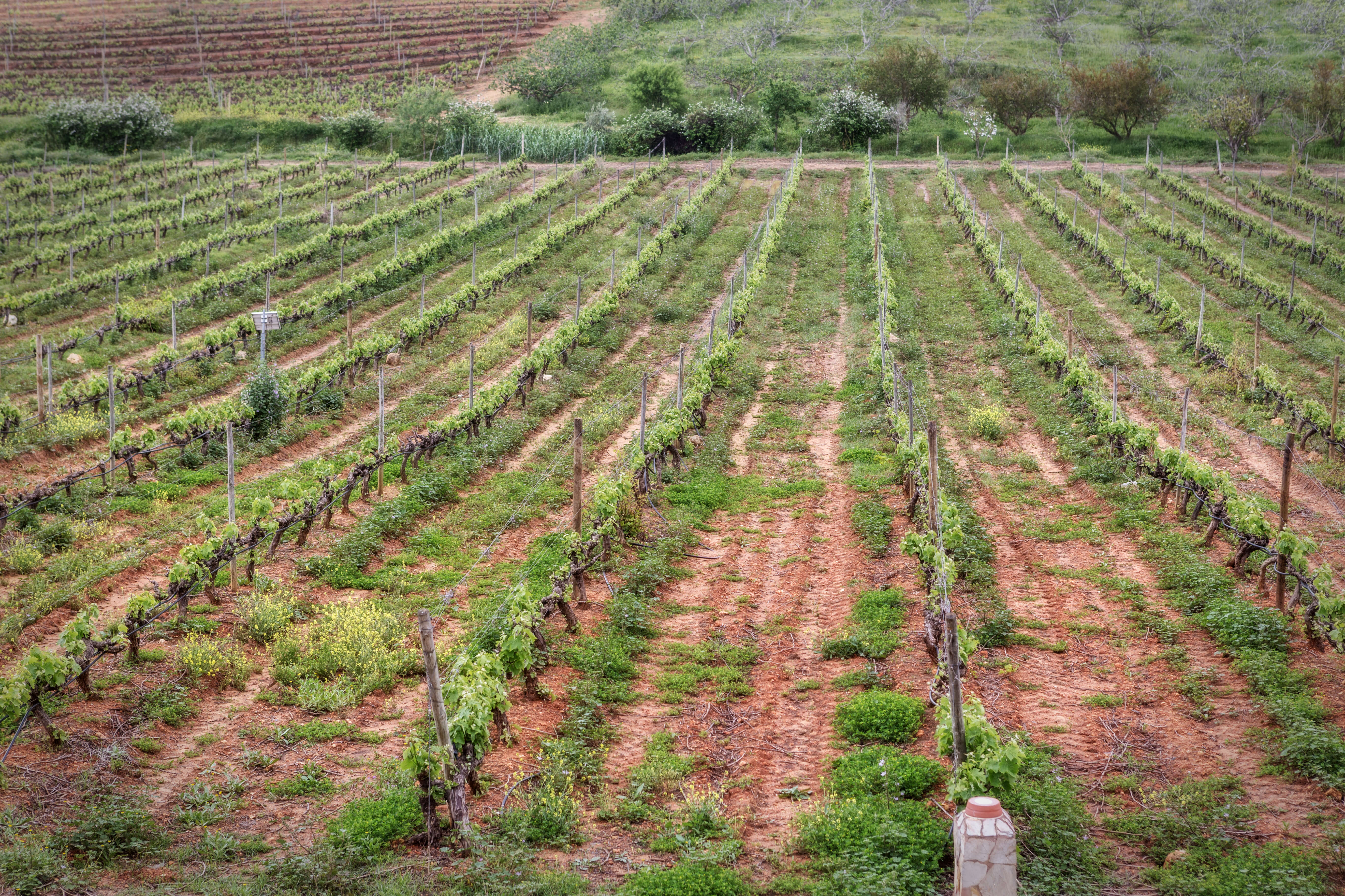 Vignoble Portugais de la région d'Algarve